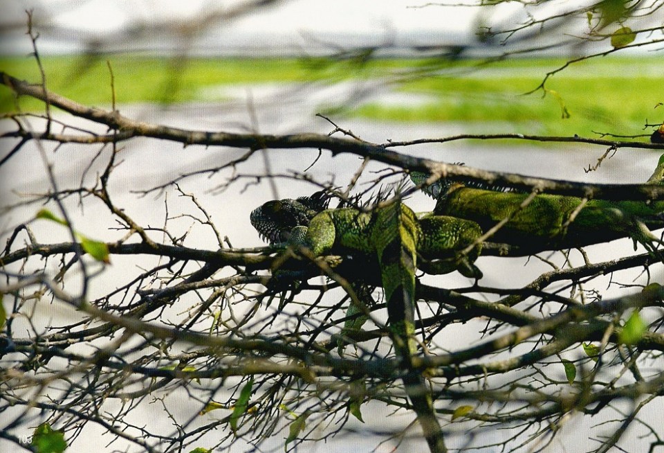 Iguanas in the trees. Photo: Hussain Aga Khan. Copyright.