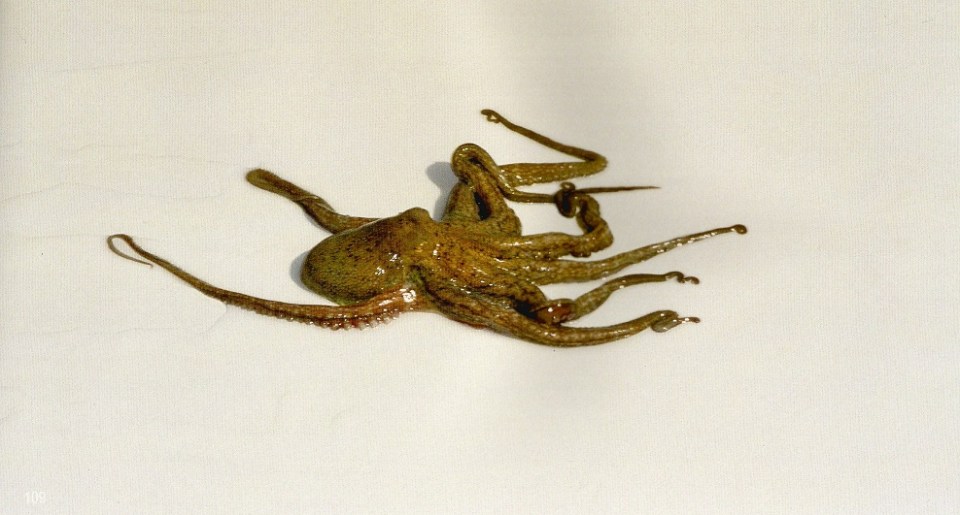 Octopus. Photo: Prince Hussain Aga Khan. Copyright.