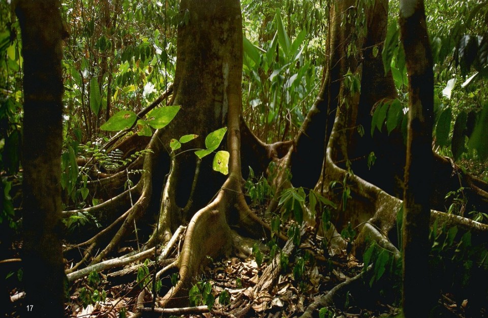 Tree Buttresses. Photo: Hussain Aga Khan. Copyright.