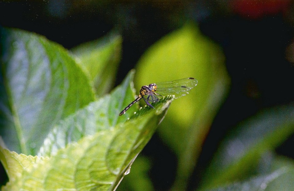 Resting Dragonfly. Photo: Hussain Aga Khan.