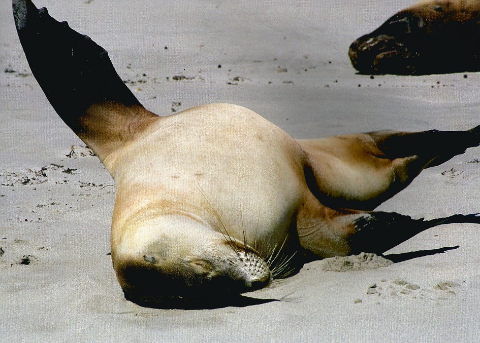 Sea Lions, Kangaroo Island, Australia. Photo: Hussain Aga Khan. Copyright.