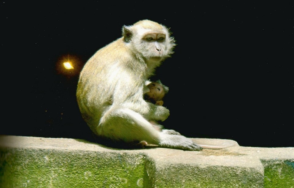 Mother and baby in the caves near Kuala Lumpur, Malaysia. Photo: Hussain Aga Khan. Copyright.