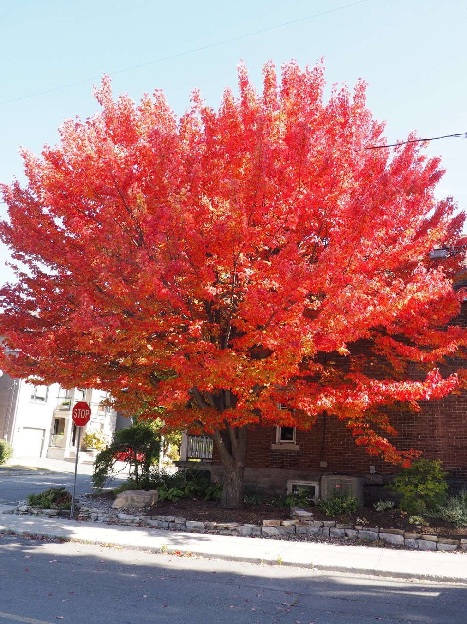 Street off Main Street Ottawa with vibrant fall colours
