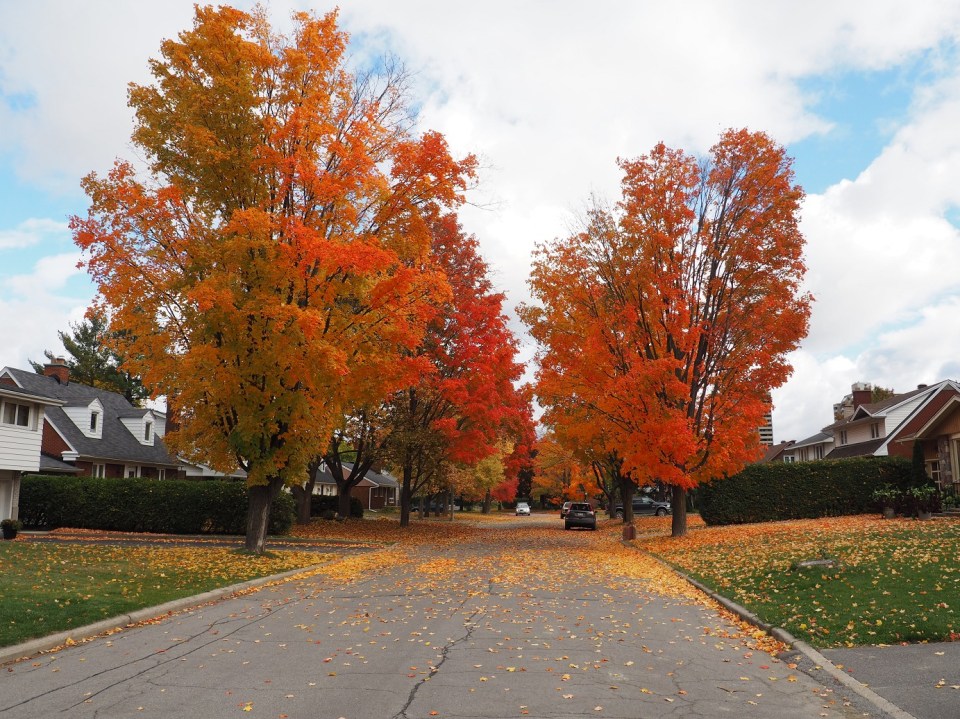Ottawa street with some delightful autumn foliage