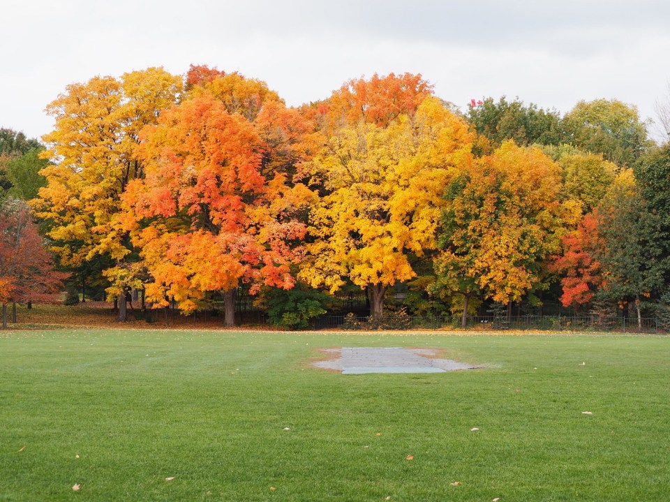 Rideau Hall Cricket Pitch