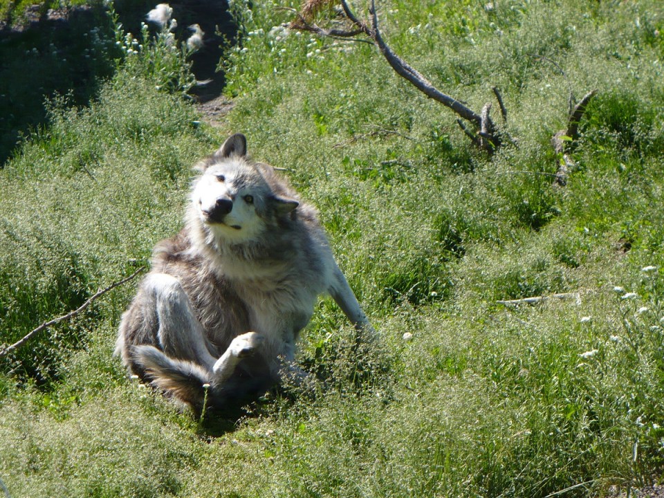 Nurin Merchant Yellowstone National Park