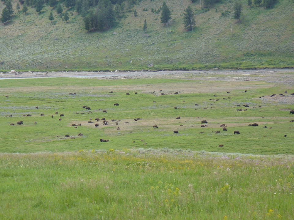 Nurin Merchant Yellowstone National Park