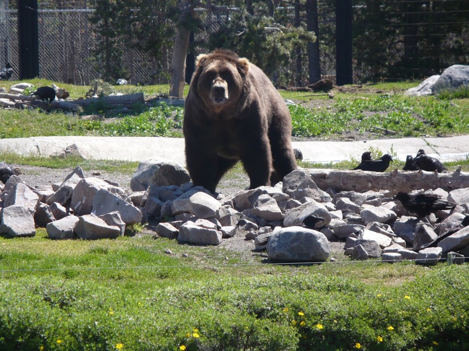 Nurin Merchant Yellowstone National Park