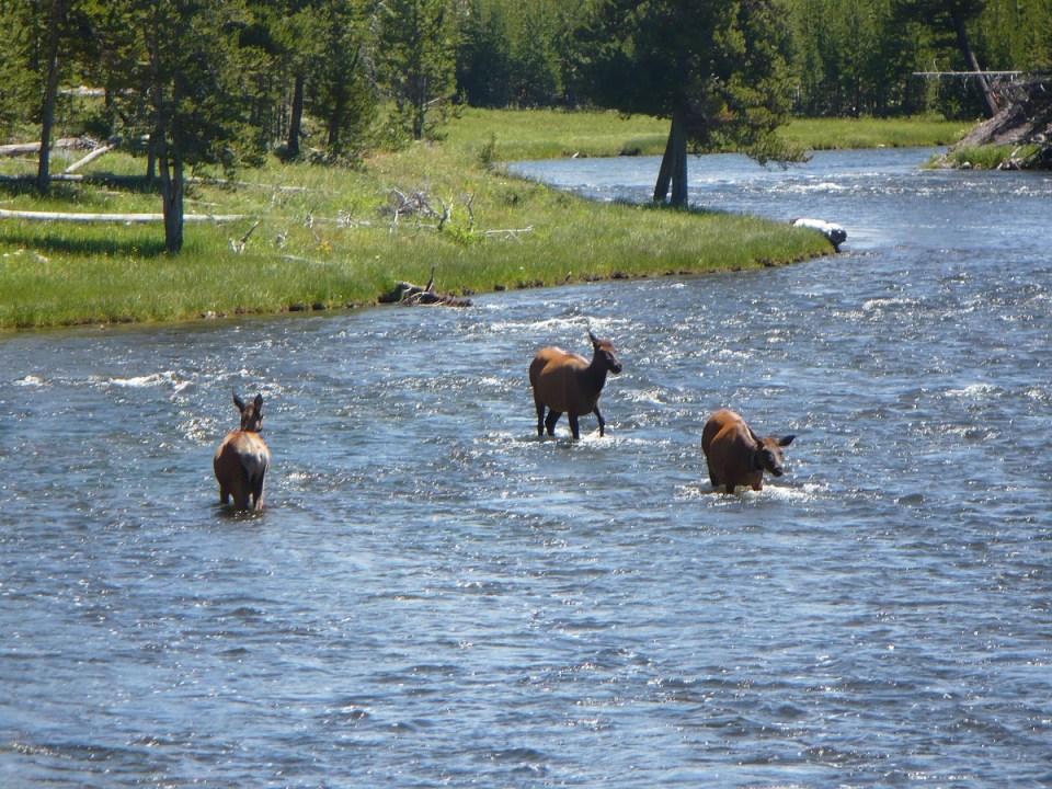Nurin Merchant Yellowstone National Park