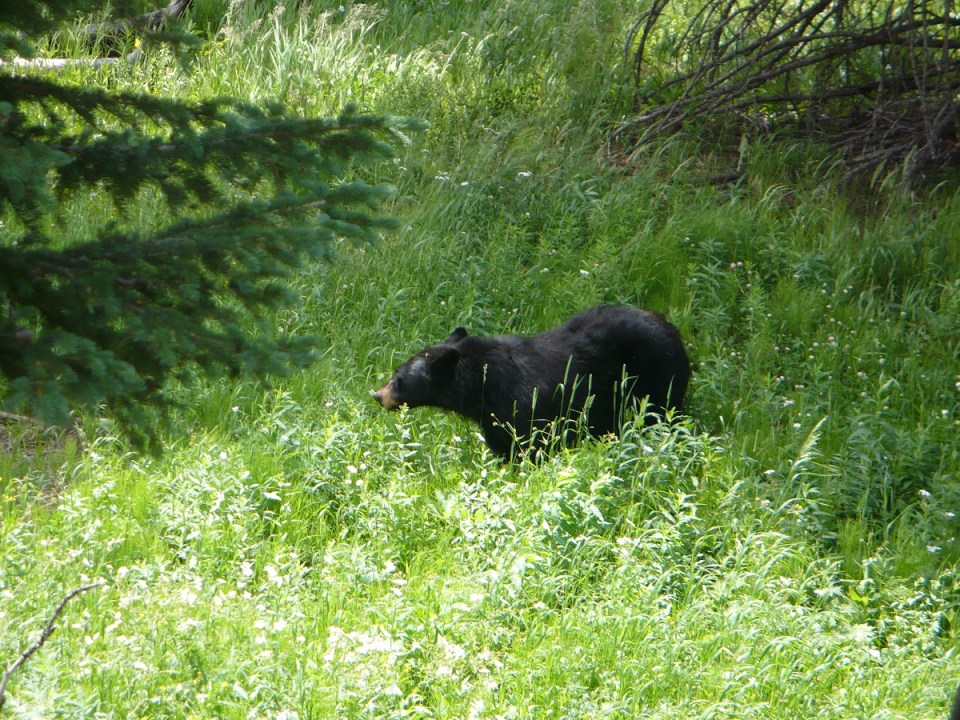 Nurin Merchant Yellowstone National Park