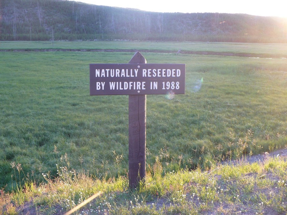 Nurin Merchant Yellowstone National Park