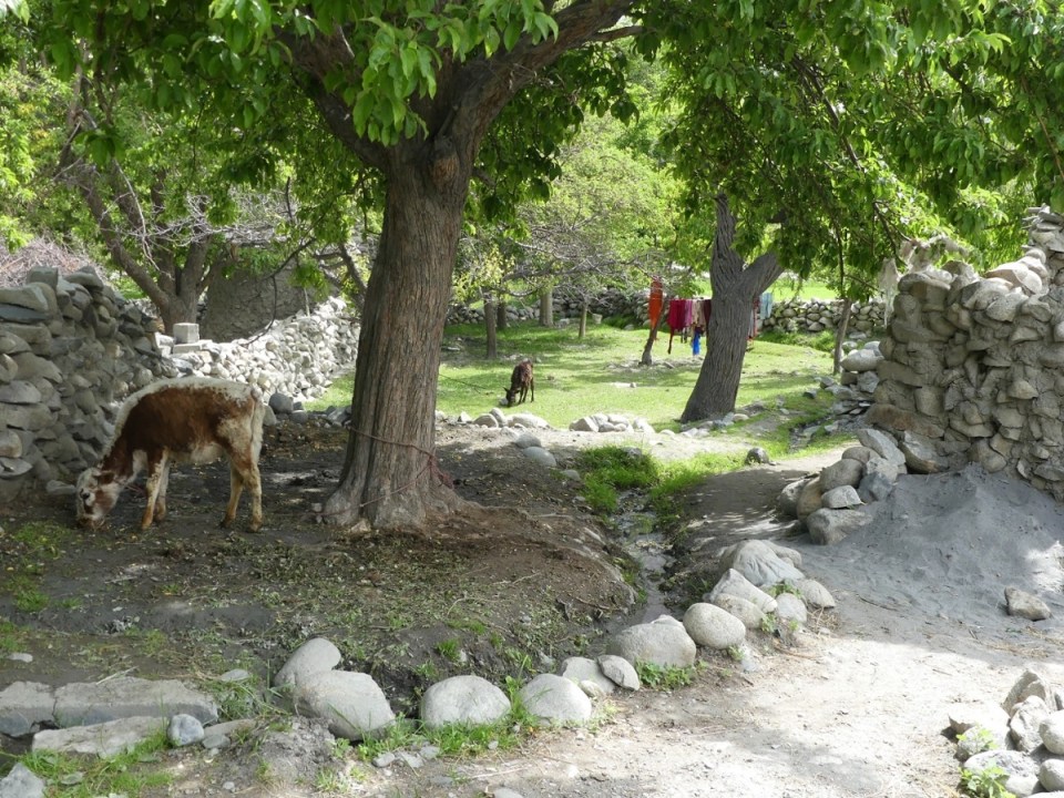 silk-roads_hunza_alikarim_1_33s