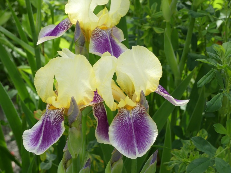 silk-roads_hunza_alikarim_1_passudropb11s3