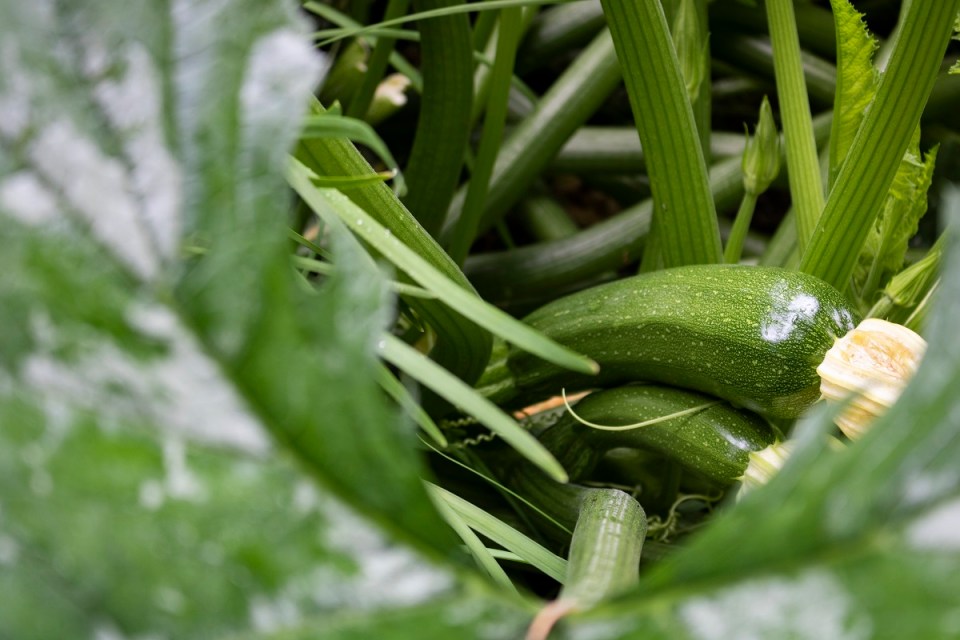 Aga Khan Museum Sustainable Development Goals Exhibition