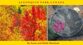 Algonquin Park Canada Fall Colours 2019, Simergphotos, Nurin and Malik Merrchant