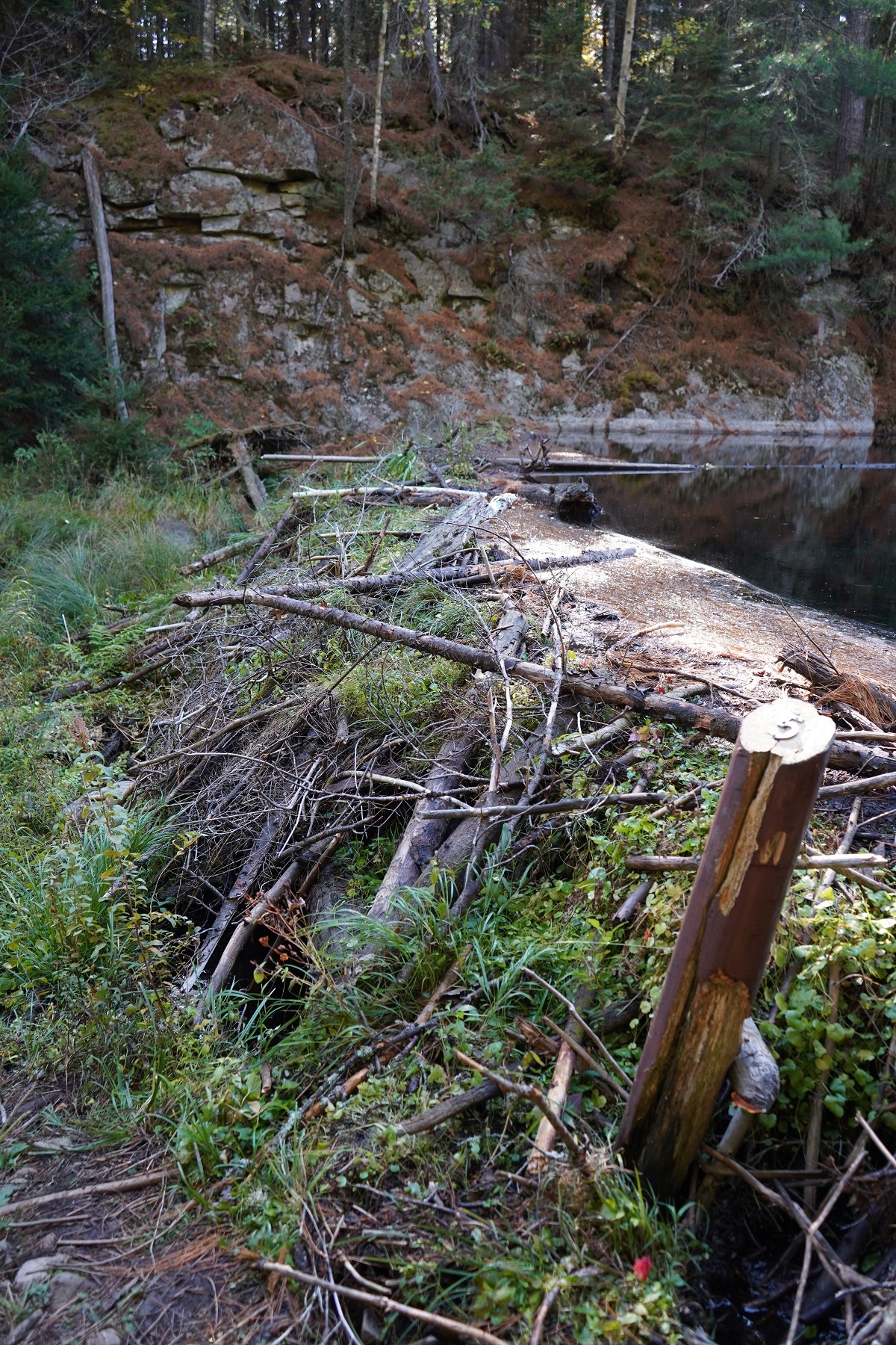 Beaver Pond Trail, Algonquin Park, Ontario, Canada, Autumn 2019