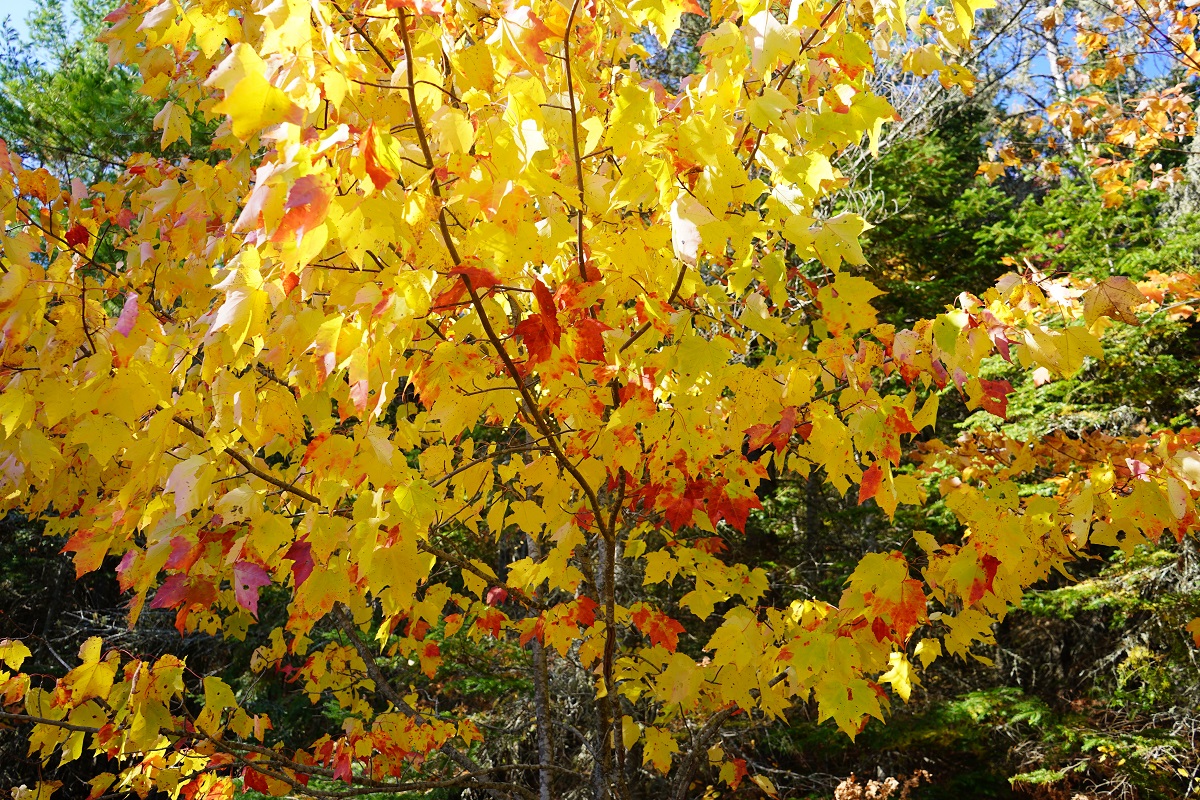 Beaver Pond Trail, Algonquin Park, Ontario, Canada, Autumn 2019