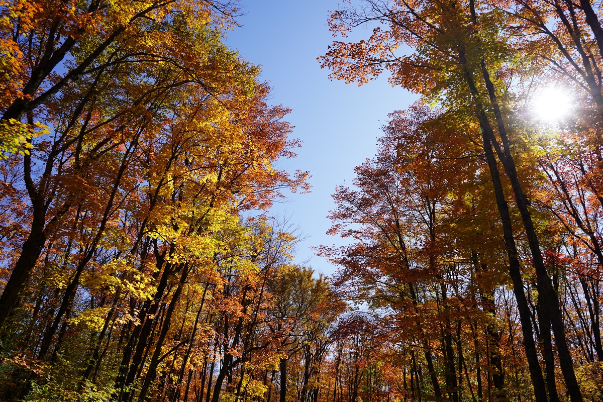 Algonquin Park, Ontario, Canada, Autumn 2019