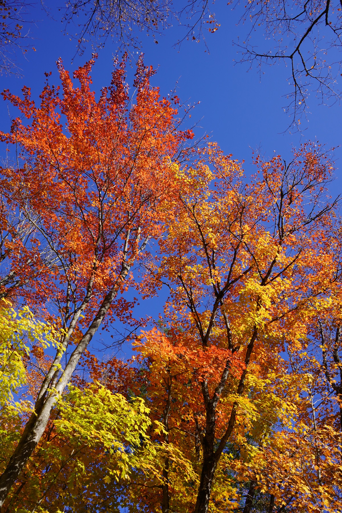 Algonquin Park, Ontario, Canada, Autumn 2019, Foliage Simergphotos