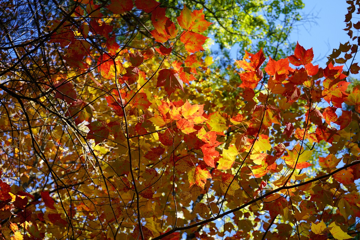 Spruce Bog Boardwalk, Algonquin Park, Ontario, Canada, Autumn 2019, Foliage Simergphotos