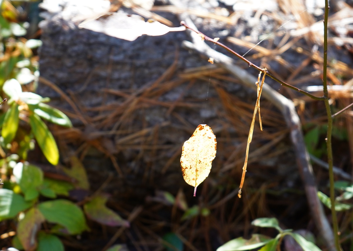 Spruce Bog Boardwalk Algonquin Park, Ontario, Canada, Autumn 2019
