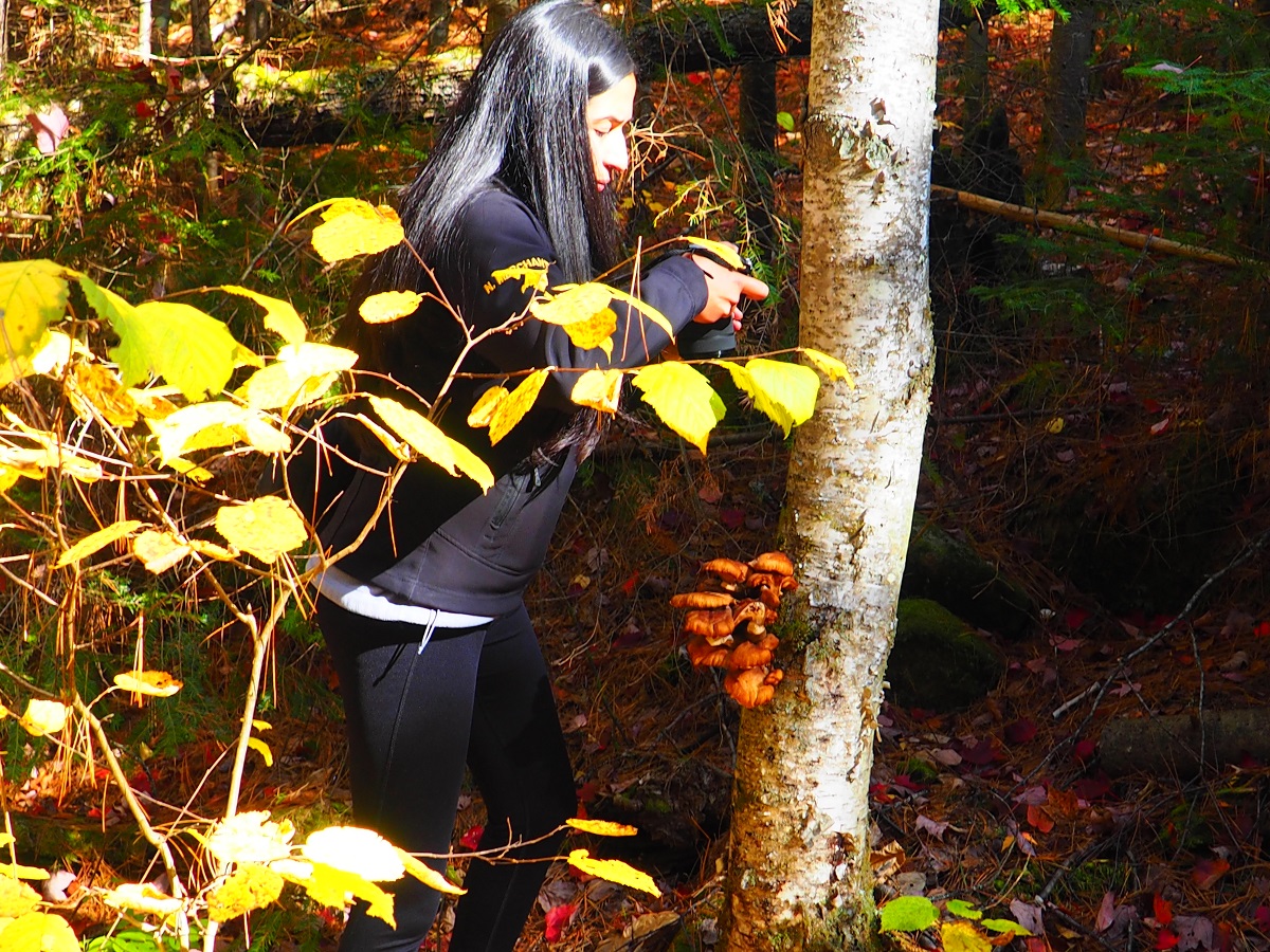 Beaver Pond Trail, Algonquin Park, Ontario, Canada, Autumn 2019