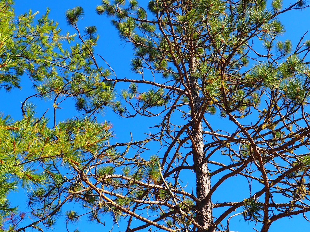 Algonquin Park, Ontario, Canada, Autumn 2019