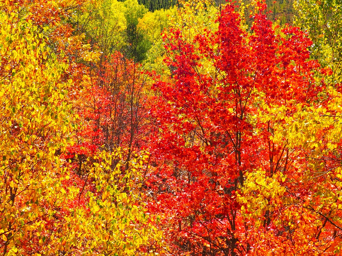 Algonquin Park, Ontario, Canada, Autumn 2019