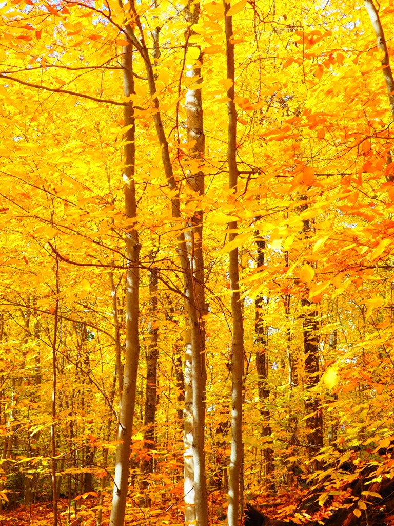 O'Brien Beach, Meech Lake Gatineau Park