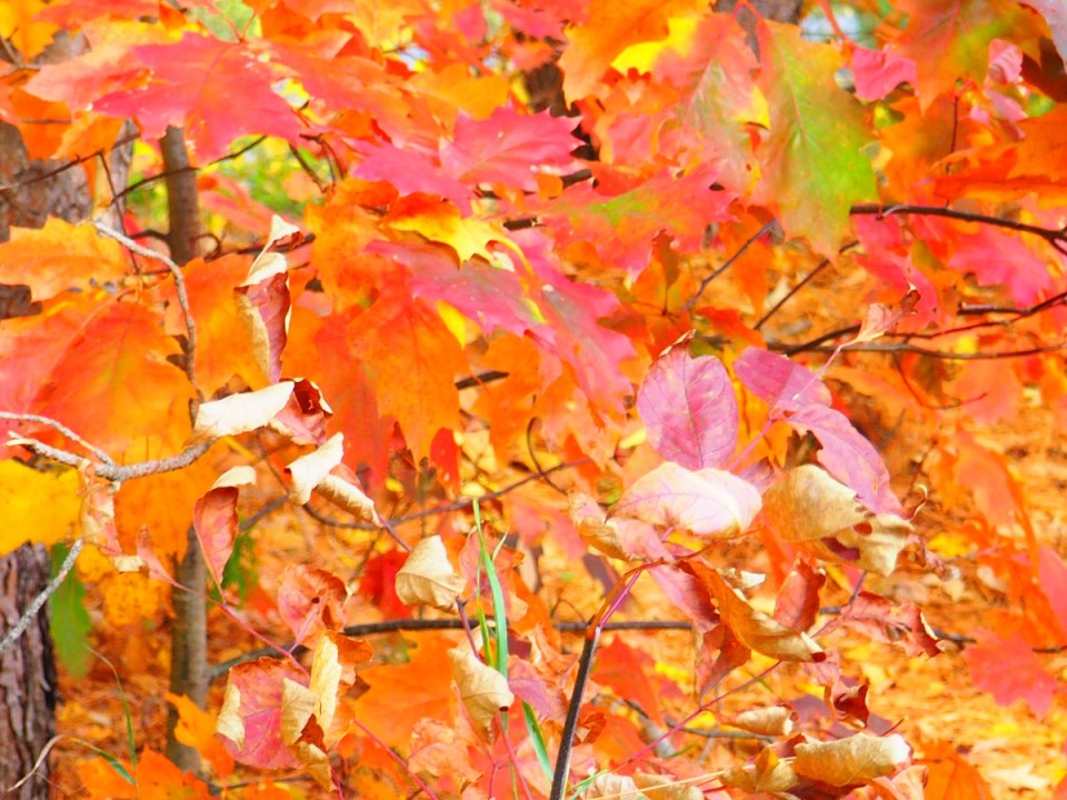 2019 Fall Colours Ottawa and Gatineau, Canada