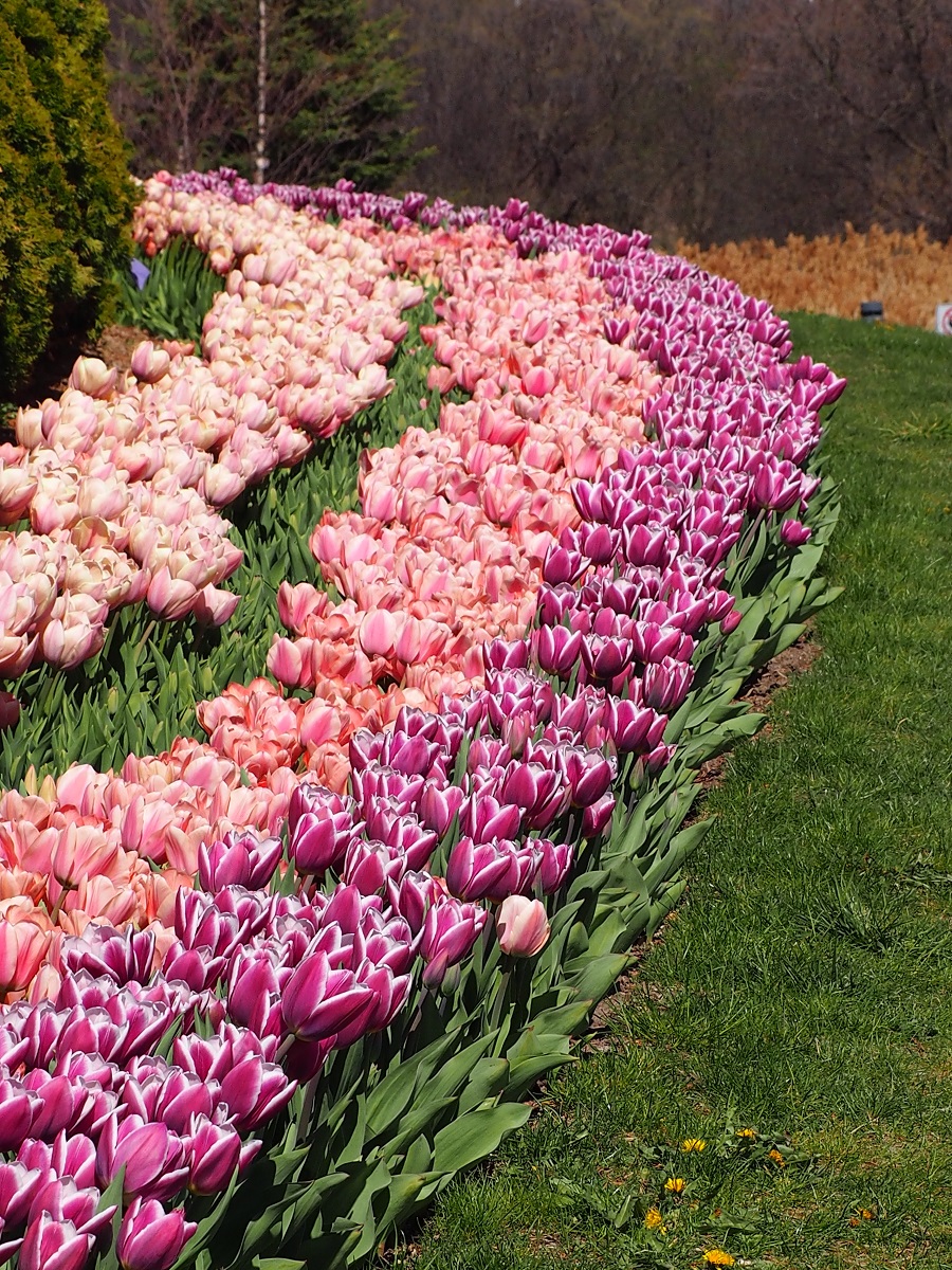 Tulips Aga Khan Park Toronto, Simerphotos Malik Merchant