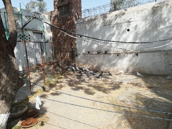 Ismaili Pir Shams Mausoleum in Multan Pakistan Simerg and Simergphotos