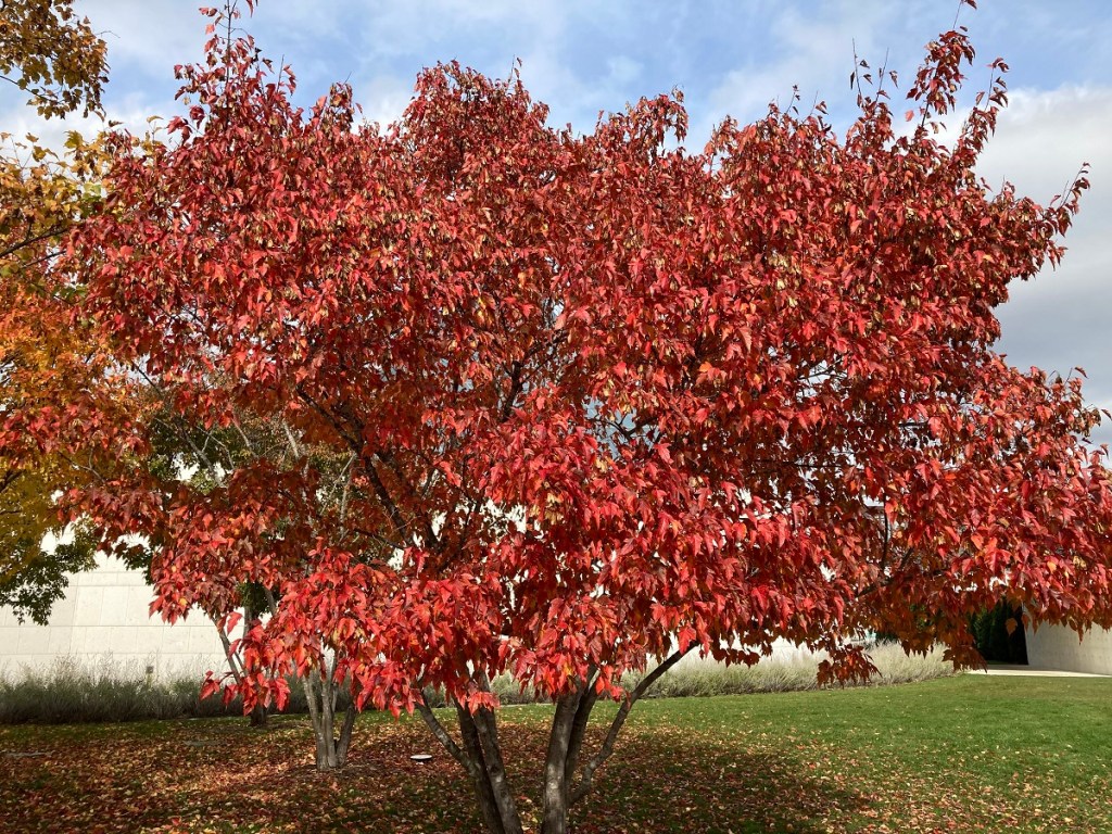 Aga Khan Park Toronto, autumn 2020