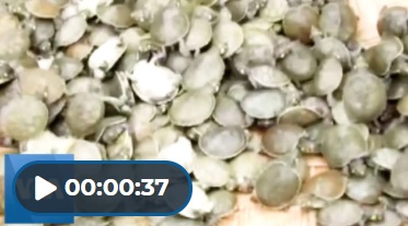 Baby Turtles in Peru Simergphotos