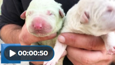 Green Puppy in Sardinnia Simergphotos