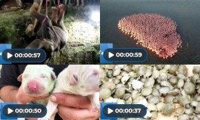 Flamingoes, Green Puppy, Elephant, Turtles