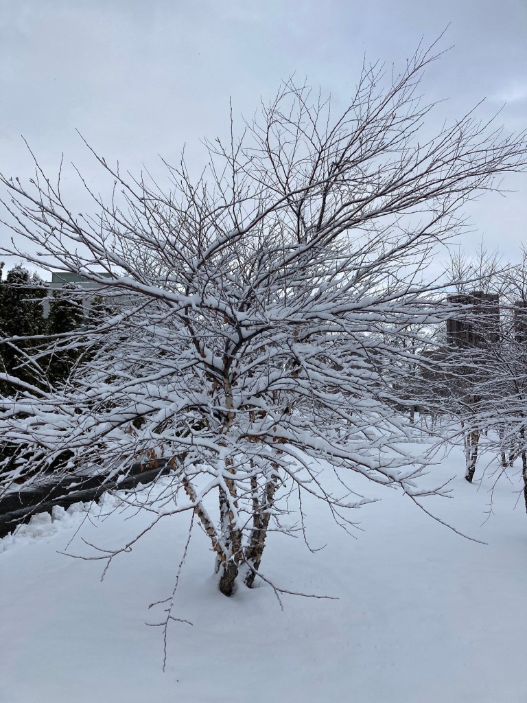 Aga Khan Park, Aga Khan Museum and the Ismaili Centre on white Xmas Christmas Friday December 25, 2020. Simergphotos Simerg and Barakah Malik Merchant.
