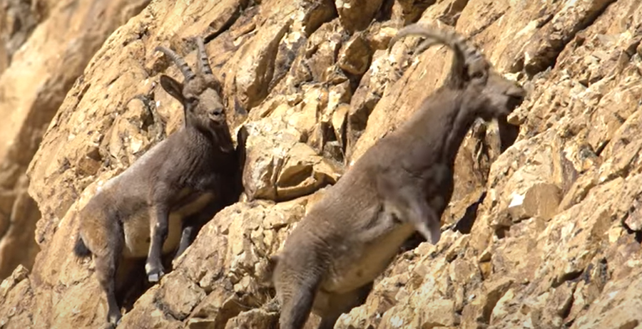 Ibex, Hunza, Khyber Viaage World Wildlife Fund Pakistan