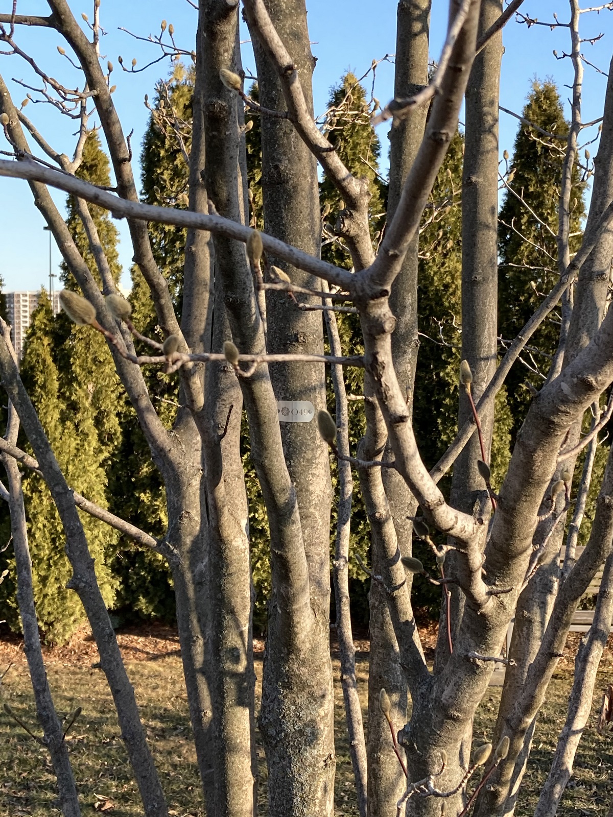 Aga Khan Park Tree 49