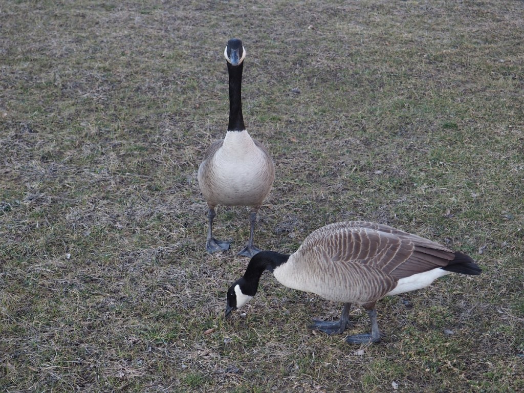 Aga Khan Park Navroz 2021. Iranian New Year, Simergphotos, Malik Merchant, Aga Khan Message Talika Canadian geese, Olympus e-m10