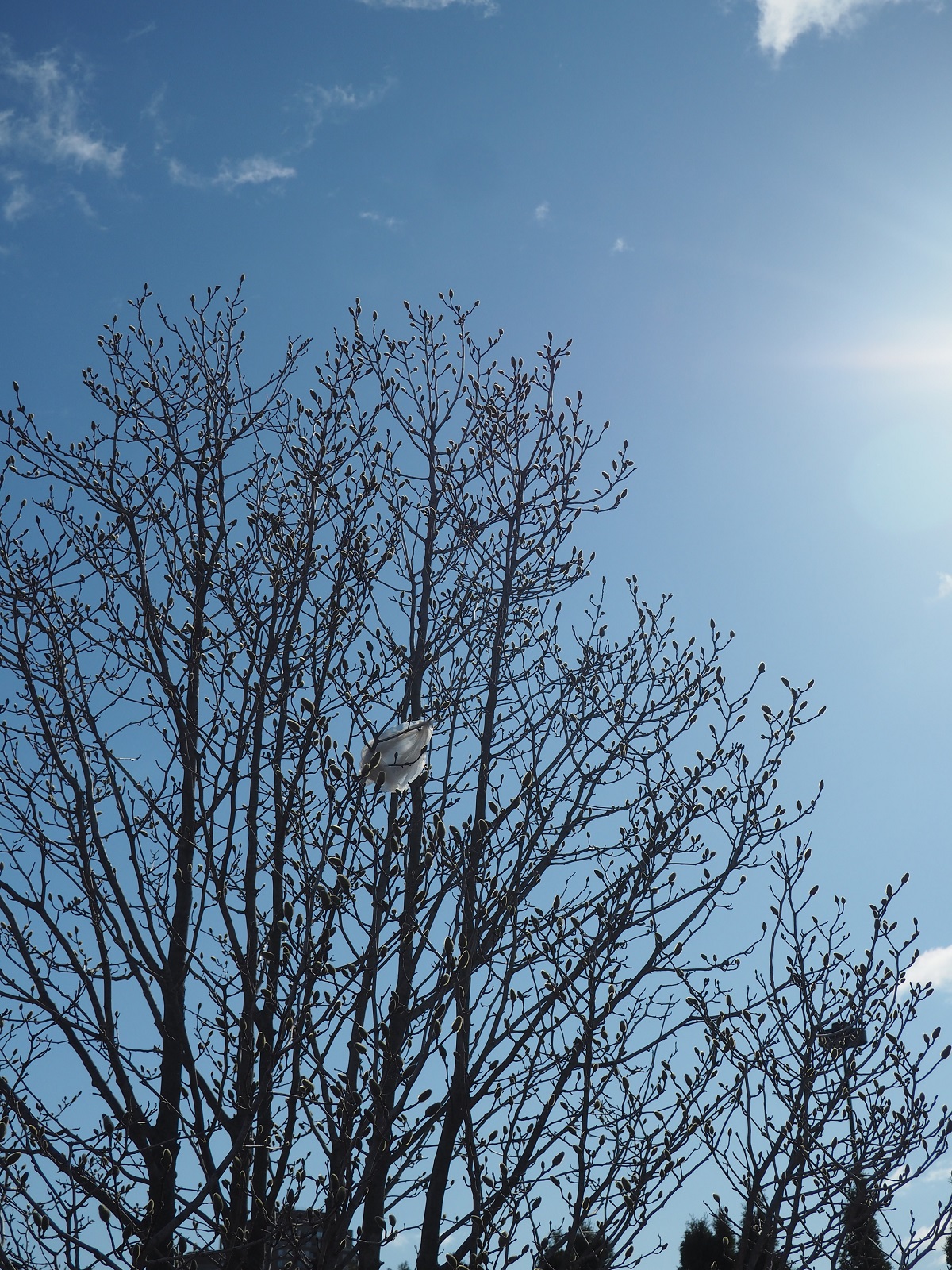 Plastic Bags and Garbage at Aga Khan Park. Simerg.com simergphotos.com Photo of the Day