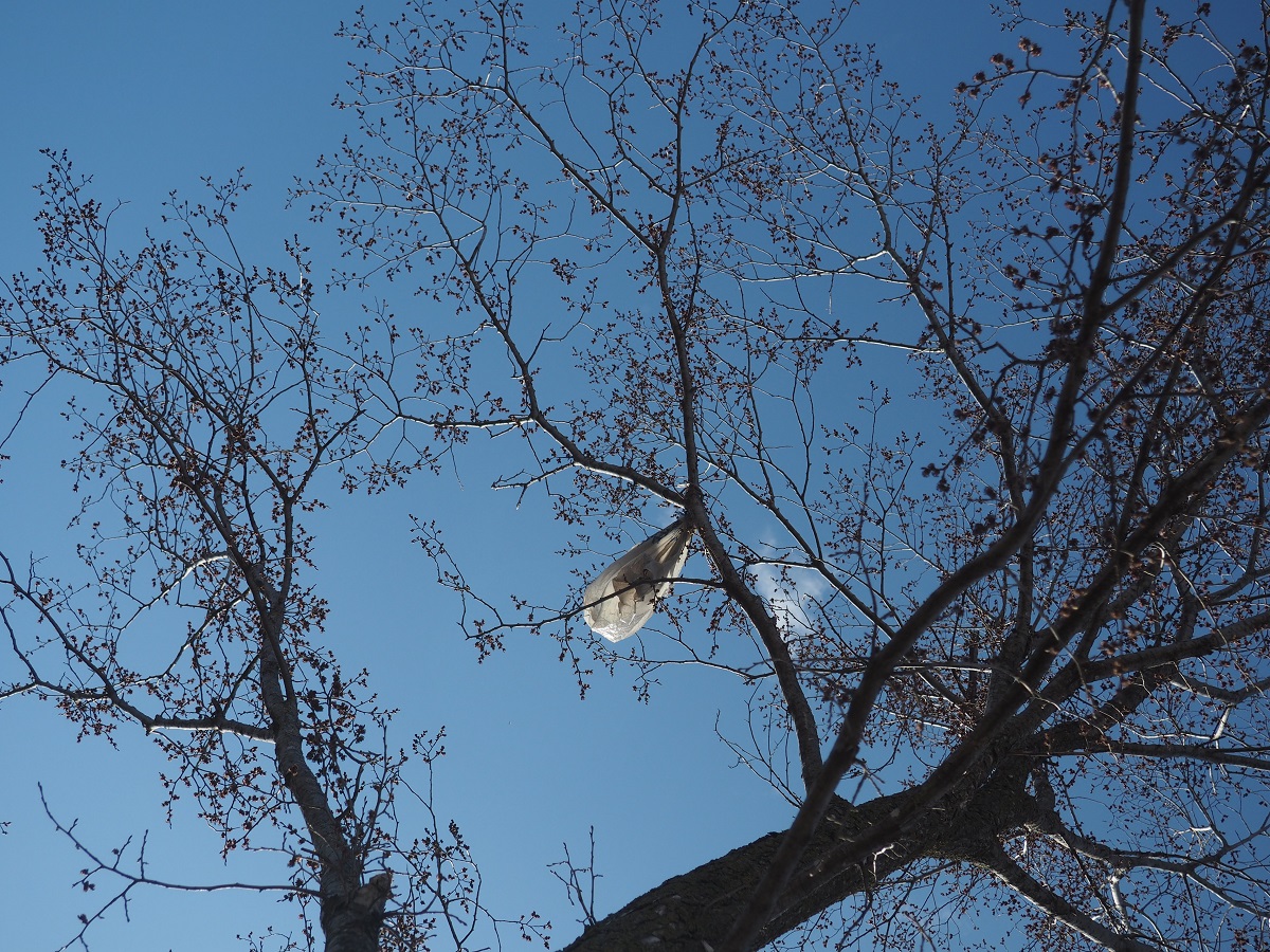 Plastic Bags Aga Khan Park Photo of the Day