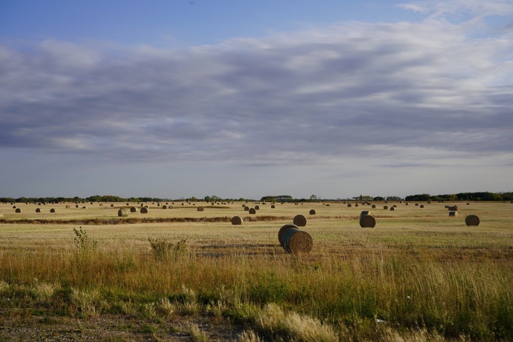 Prairies hay Nurin Merchant Simergphotos