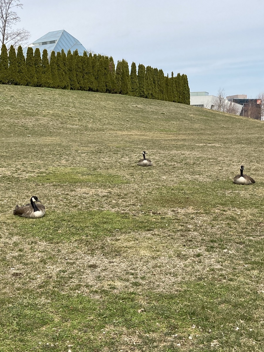 Geese at Aga Khan Park.