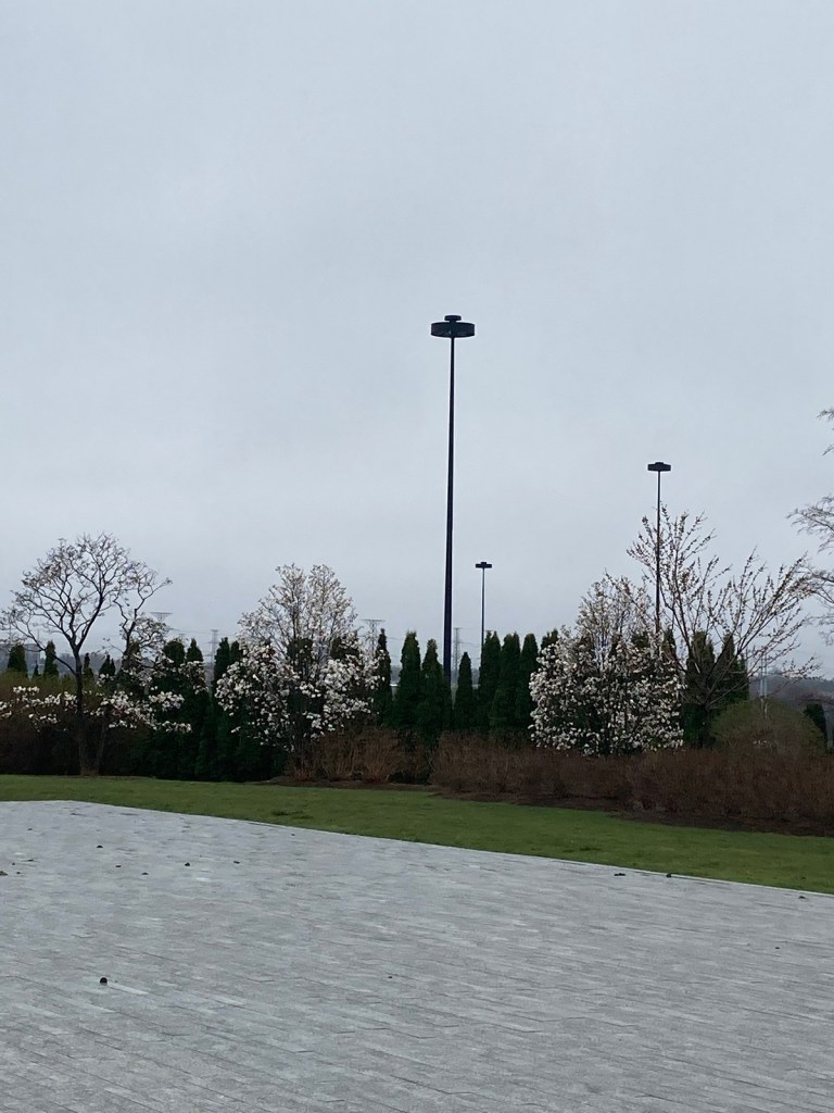 Magnolia trees 048, 049, 050 at Aga Khan Park, Simergphotos, Malik Merchant