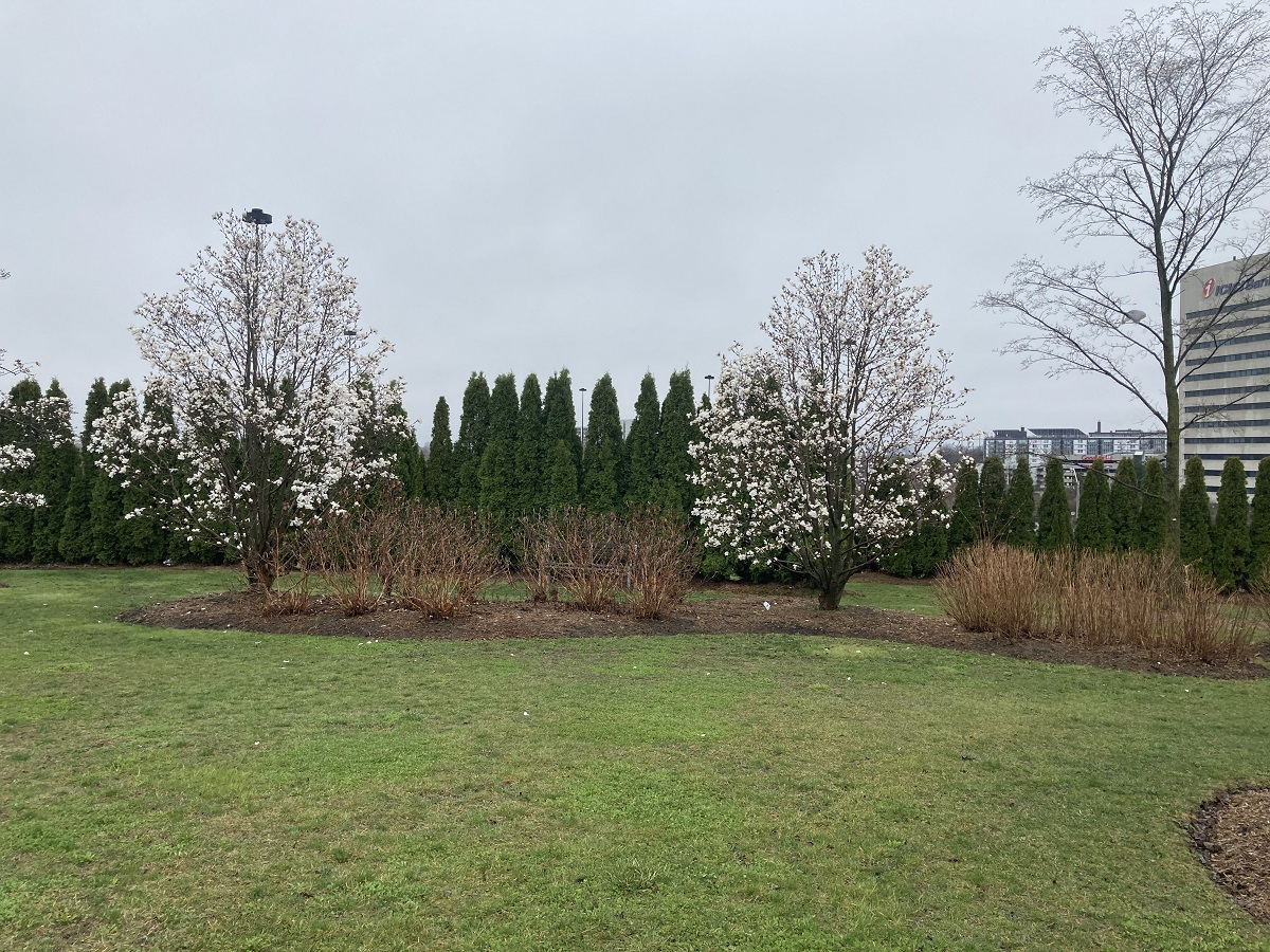 Trees 049, 050 and 051 at Aga Khan Park, S