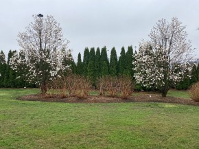Aga Khan Park's two beautiful magnolia trees numbered 049 and 050. Photo of the Day Malik Merchant Simergphoto