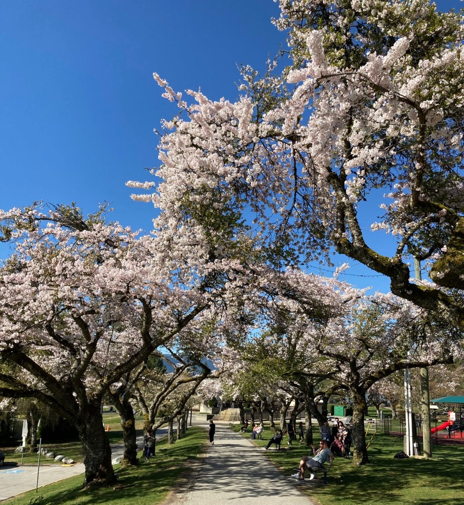 Cherry Blossoms at Burnaby Mountain Park.
