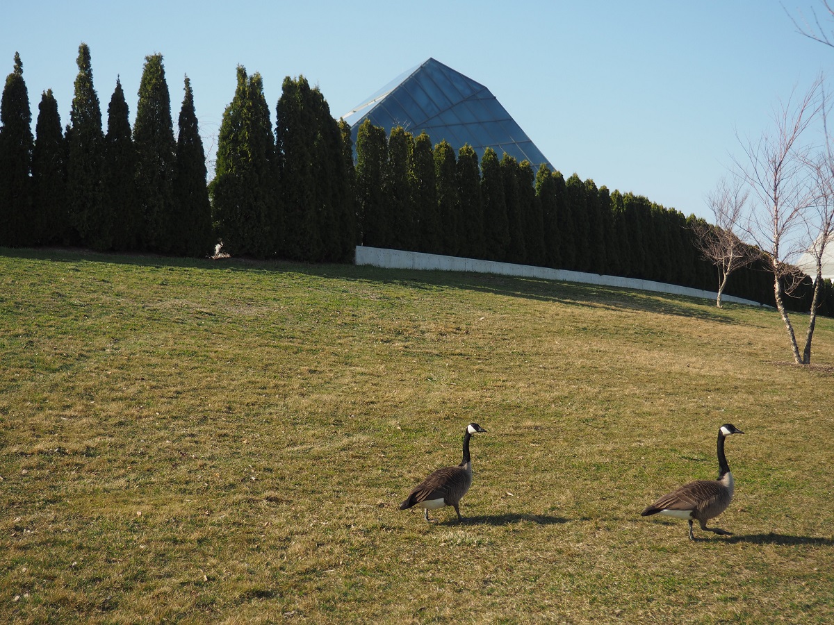 Geese at Aga Khan Park, Simergphotos.com