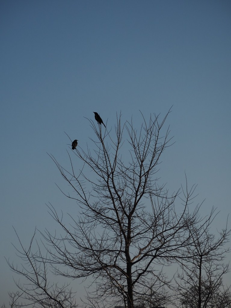 Birds perch at Aga Khan park Tree